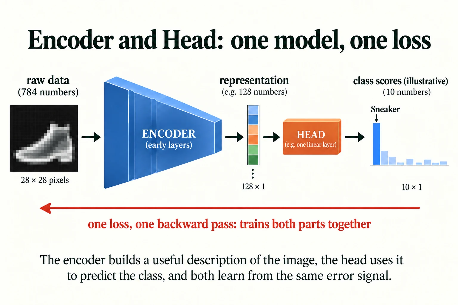 Encoder and Head. The encoder builds a representation and the head uses it.