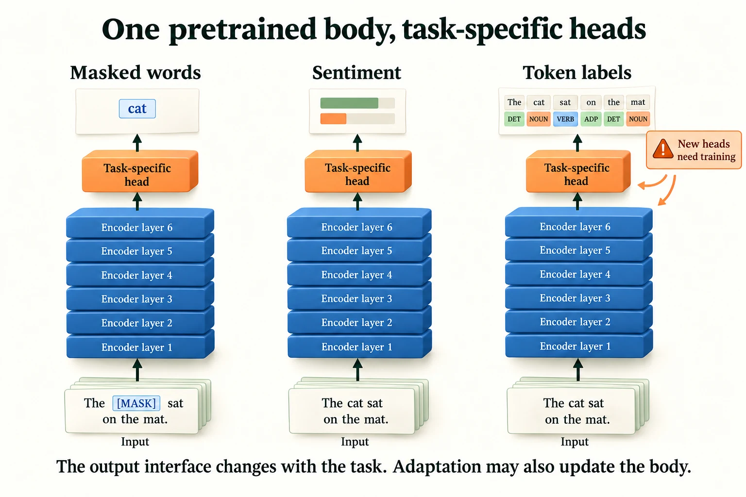 One Body, Many Heads. A pretrained body can support different output interfaces. Newly initialised heads require training, and task adaptation can update the body as well as the head.